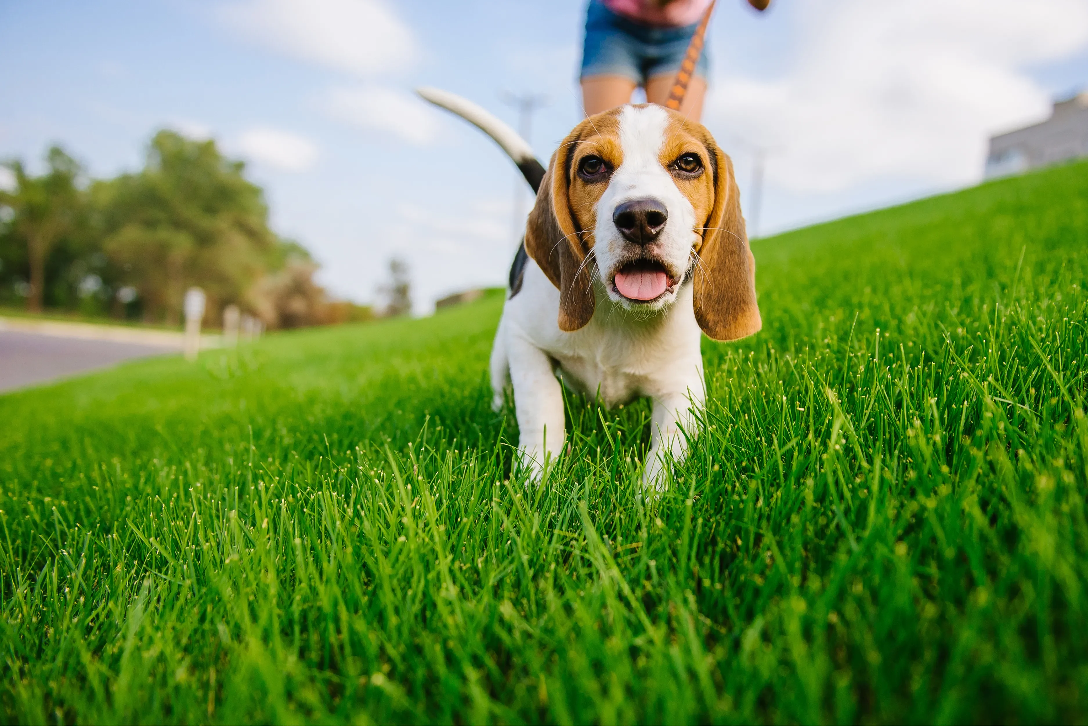 Dog walking